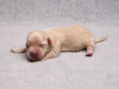 Kennel Miki Nanoq Bichon Havanais hvalpe